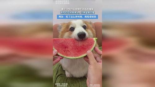 吃瓜小狗现场视频,萌态百出，萌翻网友
