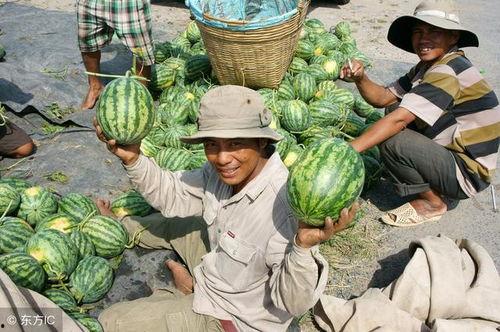 西瓜视频吃烂瓜