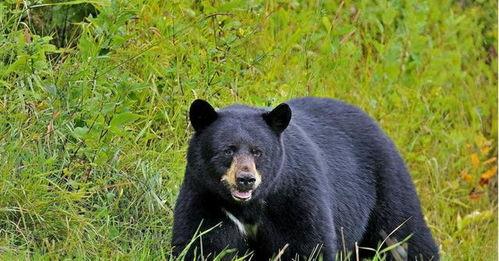 泰国熊趴吃瓜,一场别开生面的吃瓜盛宴