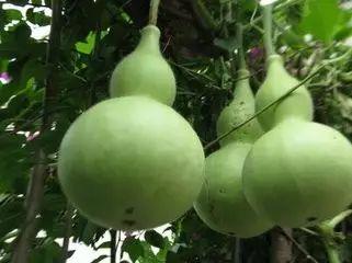 葫芦瓜咋吃,解锁健康美味新体验