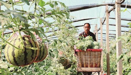 黄河滩吃瓜事件,一场夏日里的欢乐食事
