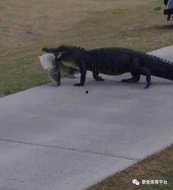 吃瓜群众鳄鱼,揭秘神秘生物的日常生活