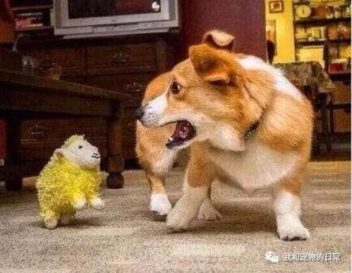 瓜哥吃瓜奇葩狗狗视频大全,盘点那些奇葩狗狗的搞笑瞬间