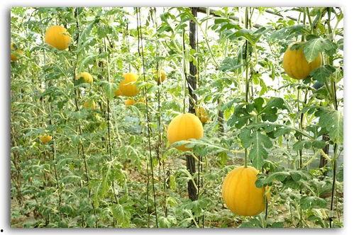 重云吃瓜,揭秘娱乐圈的幕后故事