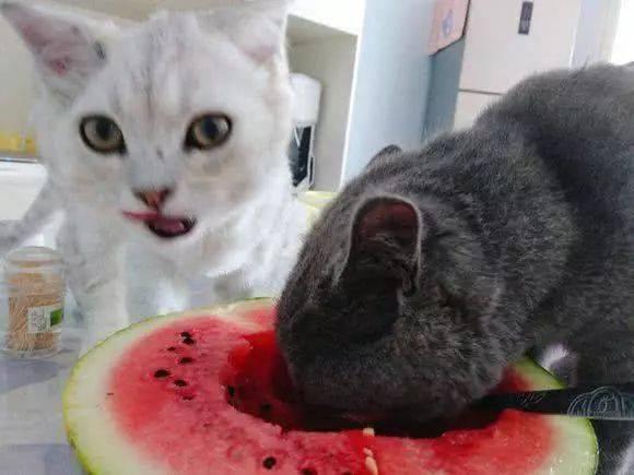 猫吃聪明瓜视频,萌态百出展现聪明才智