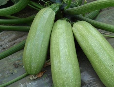 吃兹瓜有好处吗,兹瓜营养价值与食用益处解析