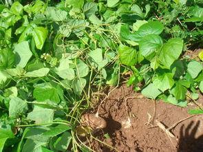 梦见挖山土瓜吃