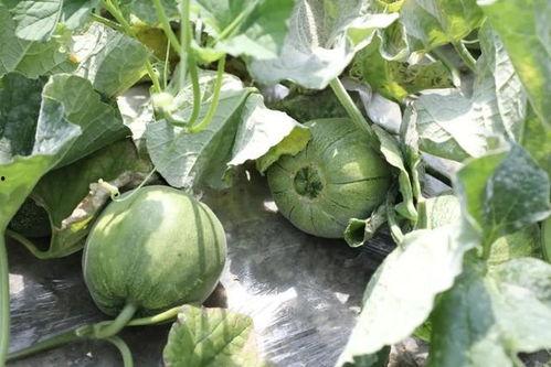 吃瓜的叶,探寻吃瓜叶的奇妙世界