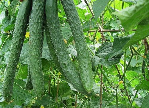 吃梨瓜的好处,润肺生津，健康生活好伴侣