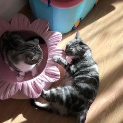 猫吃不吃葫芦瓜,猫咪的餐桌新宠？探究猫咪对葫芦瓜的喜好之谜