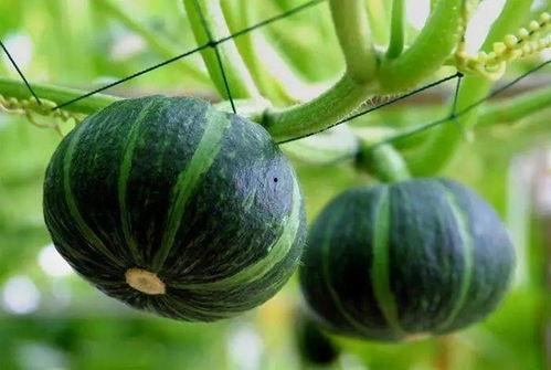 韩城最近吃瓜视频,揭秘当地热点事件背后的真相