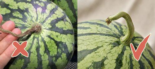 香港公司吃瓜事件,揭秘背后真相与争议