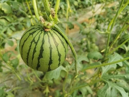 长期吃红瓜,揭秘长期食用红瓜的神奇功效