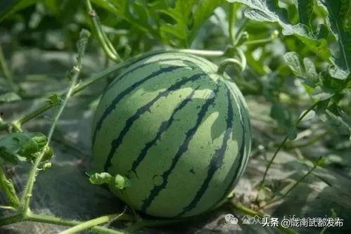 吃我想吃的瓜,揭秘我最爱的那些美味瓜果