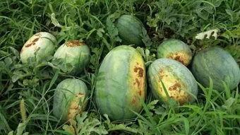 宜宾最新吃瓜视频