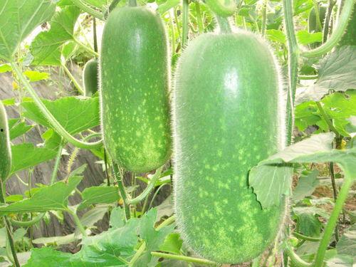 武汉疫情吃瓜图,揭秘病毒传播背后的真相与反思