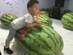 齐齐哈尔吃瓜群众事件,网络舆论的风暴与反思