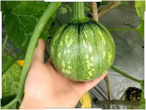 福建吊瓜怎么吃,解锁夏日清新美味