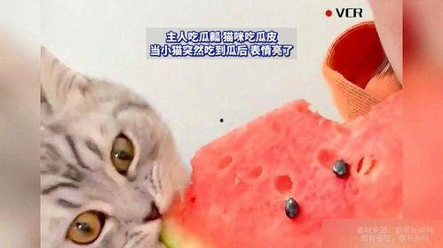 猫咪吃蜜瓜,探索猫咪对蜜瓜的喜爱与营养奥秘