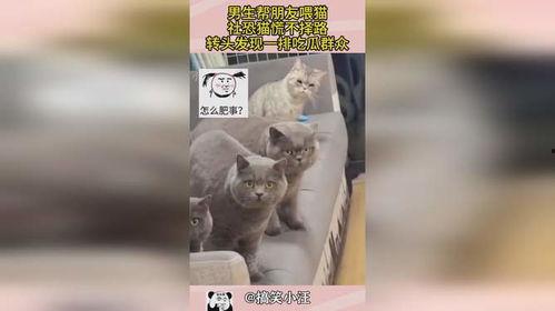 社恐猫吃瓜,揭秘猫咪社交恐惧症背后的趣味生活