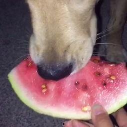 可爱狗吃瓜,萌态可掬萌翻网友