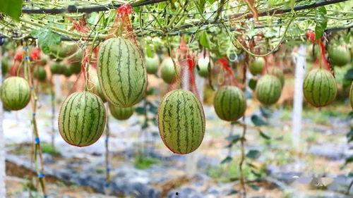 吃瓜网兜,揭秘娱乐圈幕后故事，带你走进明星真实生活