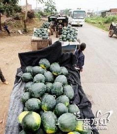 南宁朝阳吃瓜事件,一场网络热议背后的真相与反思