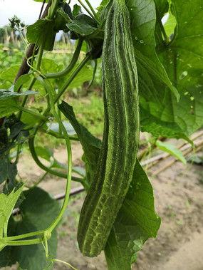 优雅吃瓜视频瓜棚,揭秘瓜棚背后的故事