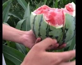 吃花蜜瓜上火吗,甜蜜诱惑还是上火风险？