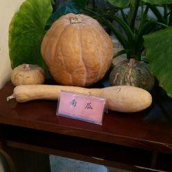 泗阳大美吃瓜,探寻瓜果飘香下的田园风情