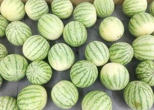 吃瓜的视频真实,揭秘吃瓜视频背后的真实故事