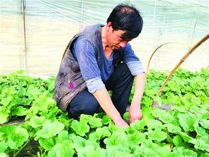 大棚里的甜瓜大瓜吃小瓜