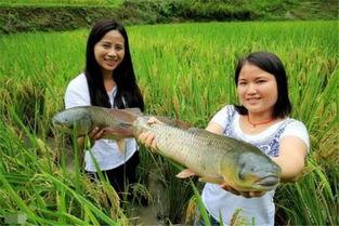 刘大瓜吃稻田鲫鱼,品尝鲜美稻田鲫鱼